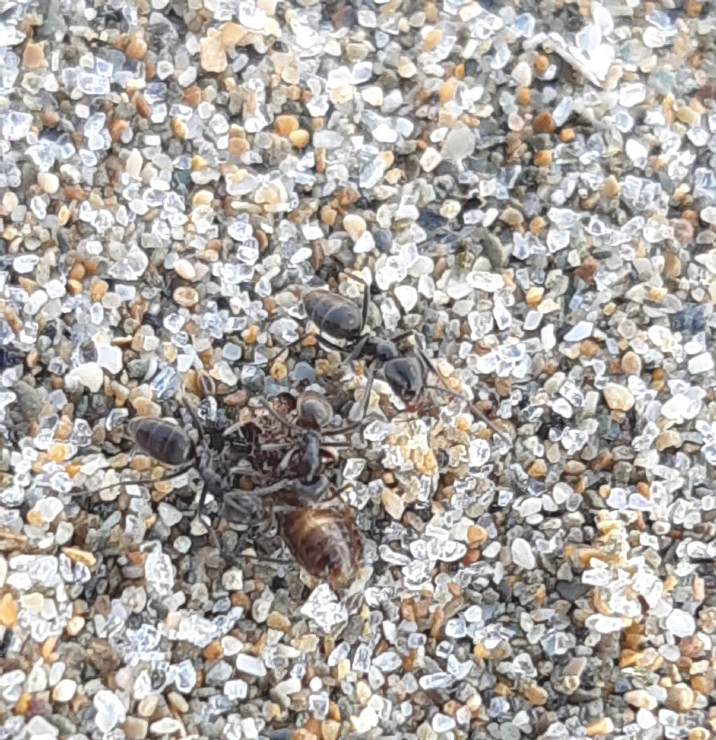 Formica da determinare: Tapinoma sp.